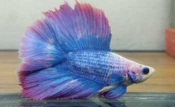 ACUARIO CUSTOM-CICHLIDS