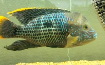 ACUARIO CUSTOM-CICHLIDS