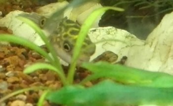 FISH