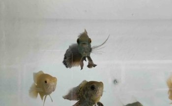 Acuario Azul Yovaldo