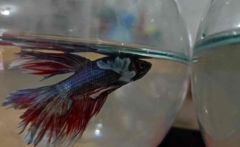 Acuario Azul Yovaldo