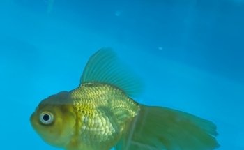 Acuario Azul Yovaldo