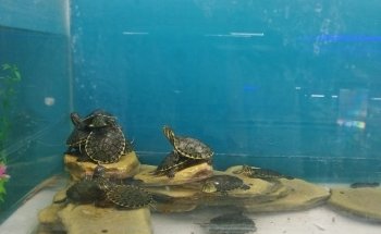 Acuario Azul Yovaldo