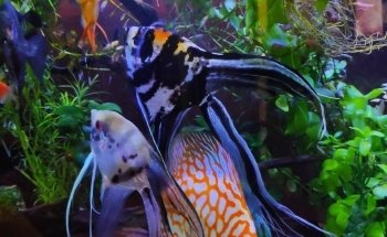 Acuario keolmar