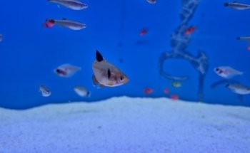 Acuario keolmar