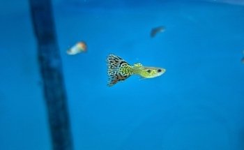Acuario keolmar