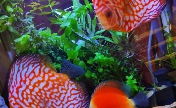 Acuario keolmar