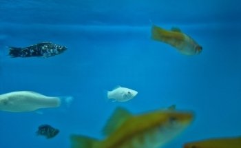 Acuario keolmar