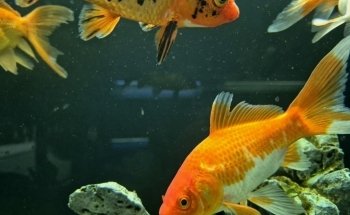 Acuario keolmar