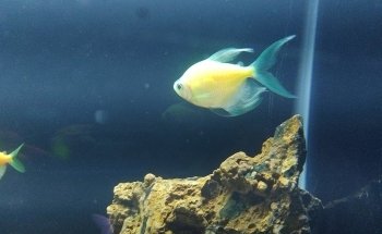 Acuario keolmar