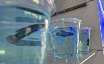 Acuario keolmar