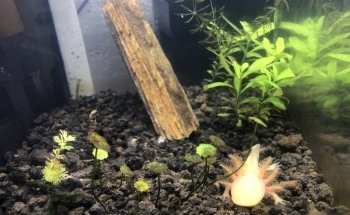 Acuario MaKilSha