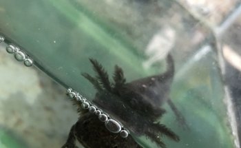 Acuario MaKilSha