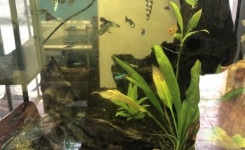 Acuario MaKilSha