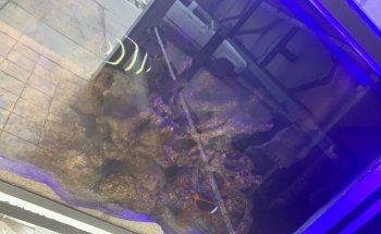 Acuario MaKilSha