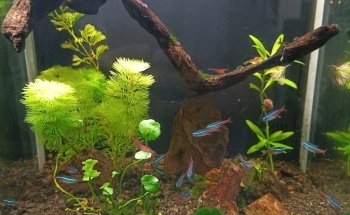 Acuario MaKilSha