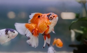 Aquarium Paradise