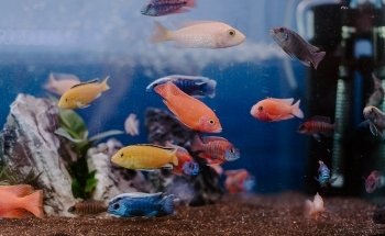 Aquarium Paradise