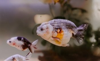 Aquarium Paradise