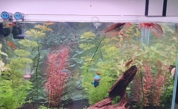Aquarium Paradise