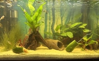 Aquarium Paradise
