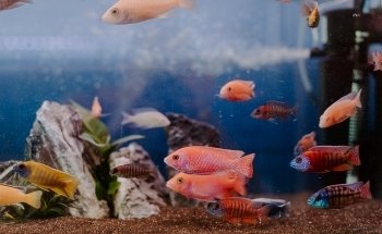 Aquarium Paradise