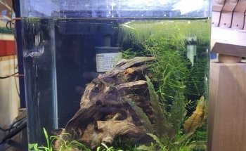 Aquarium Paradise