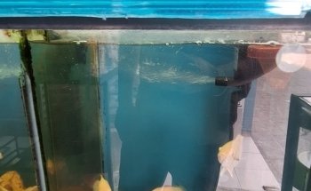 Acuario Y Mascotas Aqualan