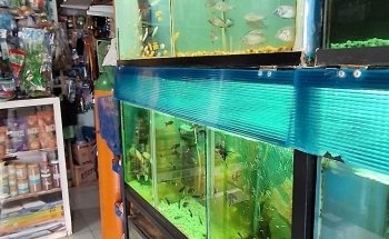 Acuario Y Mascotas Aqualan