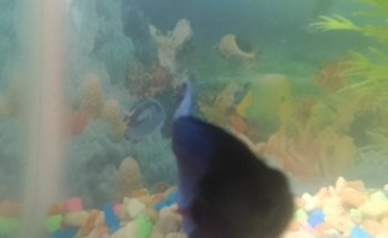 ACUARIO