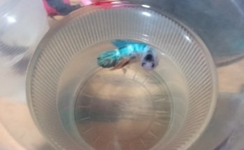ACUARIO