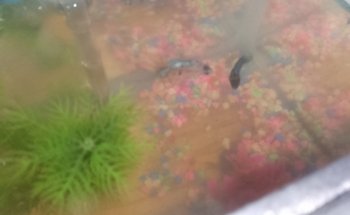 ACUARIO