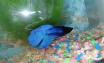 ACUARIO