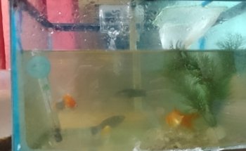 ACUARIO