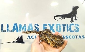 Acuario llamas Exotics