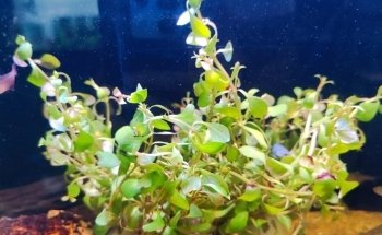 Acuario llamas Exotics