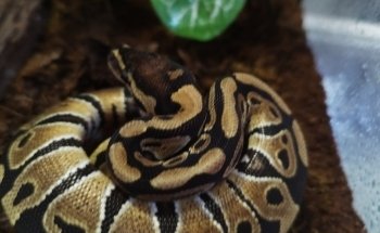 Acuario llamas Exotics