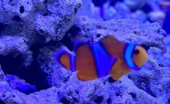 Acuario llamas Exotics