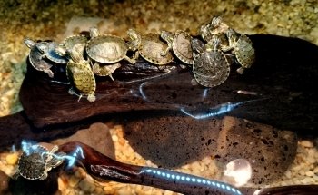 Acuario llamas Exotics