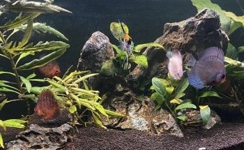 Acuario llamas Exotics