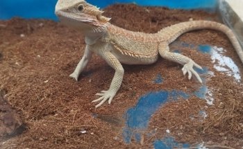 Acuario llamas Exotics