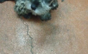 Mascotas y Acuario Cristian
