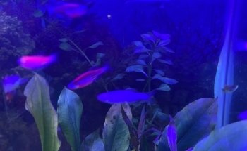 Acuario oceano atlantico