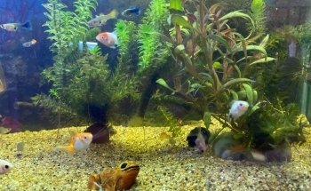 Acuario Océano Atlántico