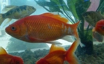 Acuario oceano atlantico