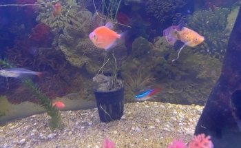 Acuario oceano atlantico