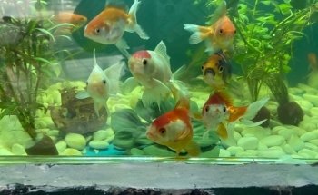 Acuario oceano atlantico