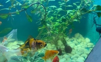 Acuario oceano atlantico