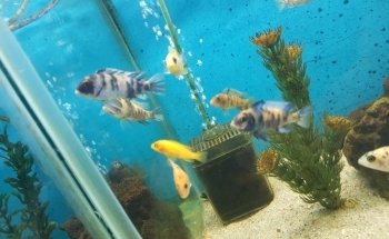 Oceanic Acuario La Trinitaria