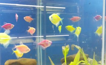 Oceanic Acuario La Trinitaria
